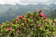 64 Rododendri rossi con vista in (da sx) in Cima Vallocci, Cadelle, Valegino